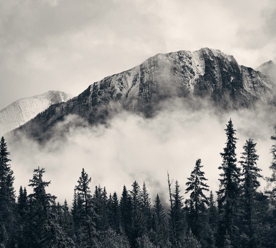 Forêt des Montagnes Misty - Papier peint photo (en lés) - 250 x 260 cm
