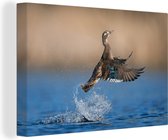 Canard vole hors de l'eau 90x60 cm - Tirage photo sur toile (Décoration murale salon / chambre)