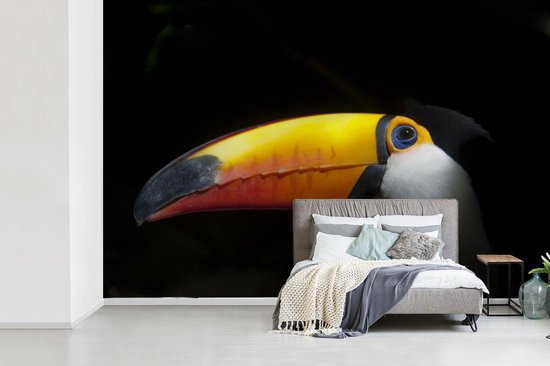 Papier peint Papier peint photo en vinyle - Toucan géant sur fond noir largeur 360 cm x hauteur 240 cm - Tirage photo sur papier peint (disponible en 7 tailles)