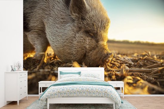 Vinyle peinture murale Papier peint photo - cochon bedonnant largeur 600 cm x hauteur 400 cm - impression photo sur fond d' écran (disponible en 7 tailles)