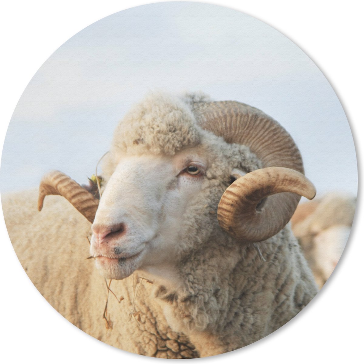 Muismat rond 20x20 cm - Mousepad Schaap - Ram - Horens - Ronde muismatten