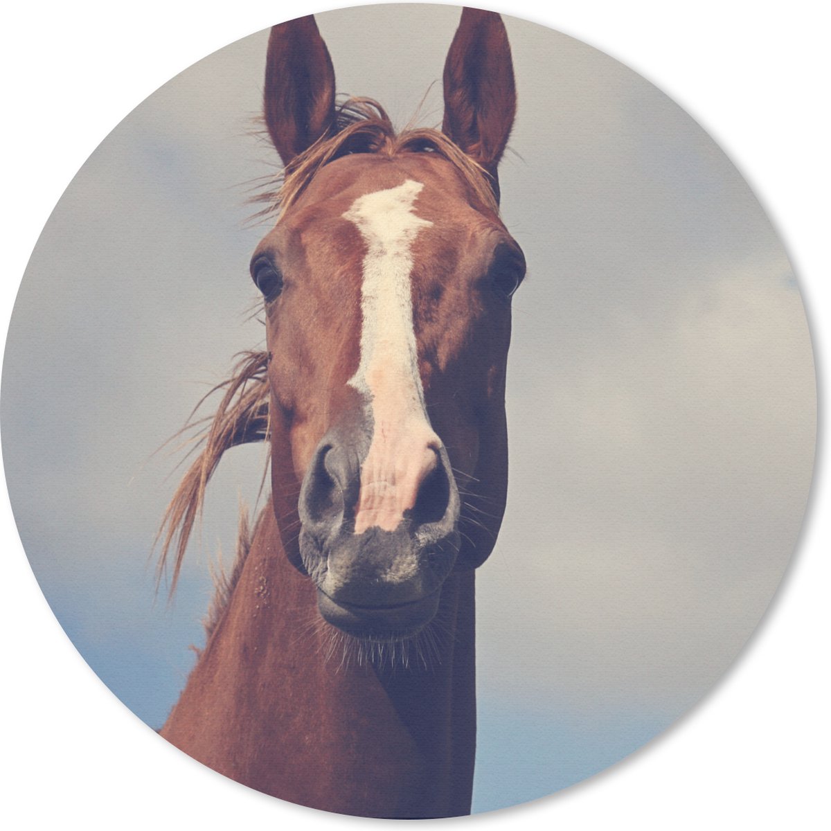 Muismat rond 40x40 cm - Mousepad Paard - Lucht - Blauw - Ronde muismatten