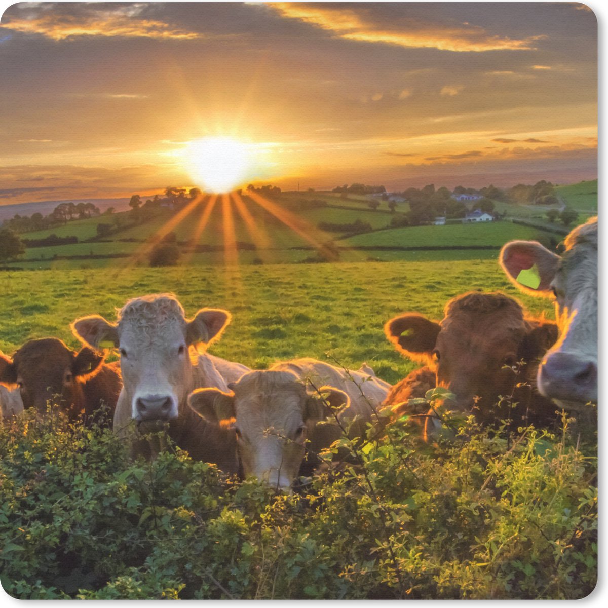 Muismat 30x30 cm - Mousepad Zon - Koe - Gras - Muismatten