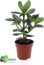 Kamerplant van Botanicly – Clusia in sierpot 1 als set – Hoogte: 20 cm – Clusia Rosea Princess