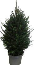 FloriaFor - Picea Glauca Super Green - - ↨ 110cm - ⌀ 28cm