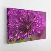 Canvas schilderij - Abstract violet flowers on field (shallow DOF) -    105071396 - 115*75 Horizontal