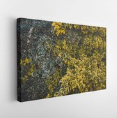Canvas schilderij - Spindle leafs, leaf ornament. Dark green leaf texture.  -    652962925 - 50*40 Horizontal