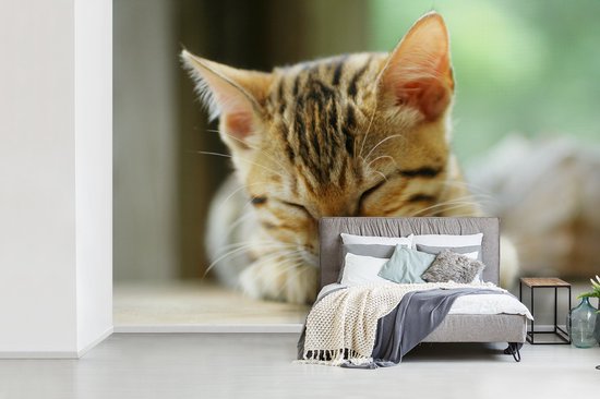 Papier peint photo peint vinyle - Un chaton endormi largeur 390 cm x hauteur 260 cm - Tirage photo sur papier peint (disponible en 7 tailles)