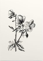 Beemdooievaarsbek zwart-wit (Meadow Cranes Bill) - Foto op Posterpapier - 42 x 59.4 cm (A2)