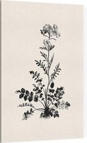 Pinksterbloem zwart-wit (Ladys Smock) - Foto op Canvas - 60 x 90 cm