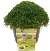 Match & Moss 'Pine Green' ®