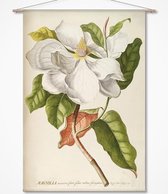 Wandkleed Magnolia - botanische prent van G. D. Ehret