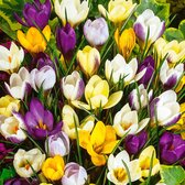 50x Crocus chrysanthus - Botanische Krokus Mix - Paars Geel Wit - Vroegbloeiers - 50 bloembollen Ø 5-7 cm