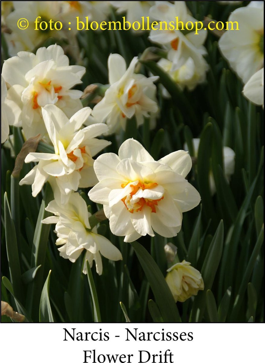 narcis Flower Drift 25 bollen maat 15/17 dubbele narcis