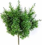 Calathea Medaillon in Elho Pure Soft antraciet | Pauwenplant