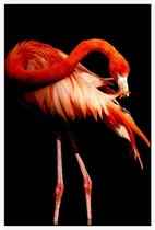 Flamingo op zwarte achtergrond - Foto op Akoestisch paneel - 150 x 225 cm