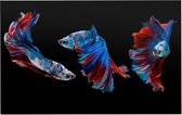 Blauwe siamese kempvissen op zwarte achtergrond - Foto op Forex - 90 x 60 cm