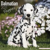 Dalmatier Kalender Puppies 2021