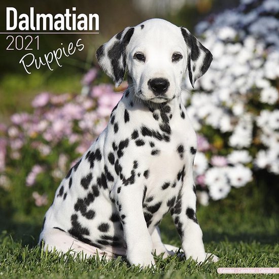 patroon benzine Ademen Dalmatier Kalender Puppies 2021 | bol.com