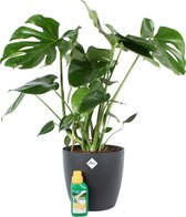 Monstera Deliciosa Struik met Elho sierpot en Pokon