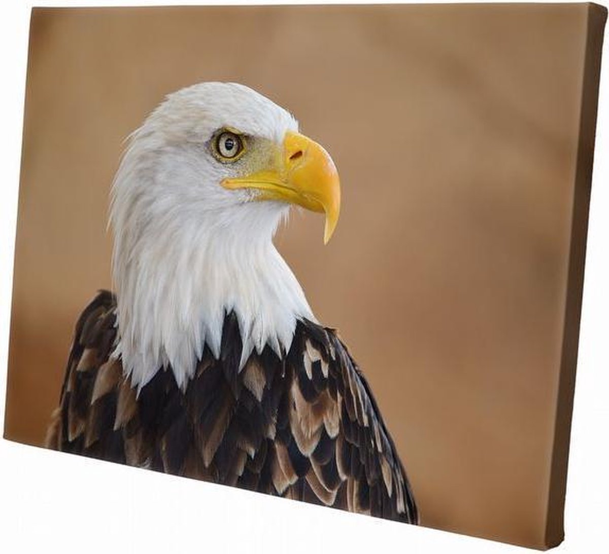 Zee arend | 90 x 60 CM | Wanddecoratie | Dieren op canvas |Schilderij | Canvasdoek | Schilderij op canvas