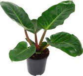 Philodendron Melinonii, 55 CM hoog, 21 CM potdiameter