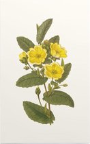 Hibbertia Aquarel (Hibbertia) - Foto op Forex - 60 x 90 cm