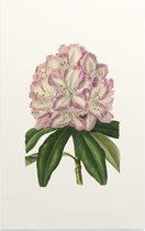 Rododendron Aquarel (Rhododendron) - Foto op Forex - 60 x 90 cm