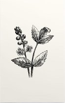 Actaea zwart-wit (Baneberry) - Foto op Forex - 100 x 150 cm