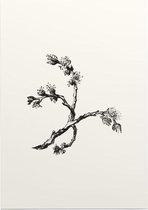 Ulmus Minor zwart-wit (Cornish Elm) - Foto op Posterpapier - 50 x 70 cm (B2)