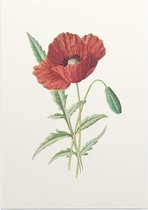 Grote Klaproos (Scarlet Poppy) - Foto op Posterpapier - 42 x 59.4 cm (A2)