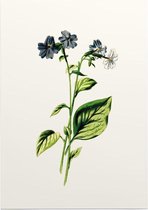 Blauwklokje (Browallia White) - Foto op Posterpapier - 50 x 70 cm (B2)