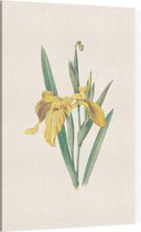 Gele Iris (Yellow Iris) - Foto op Canvas - 60 x 90 cm