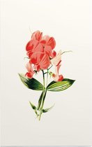 Brede Lathyrus (Everlasting Pea White) - Foto op Forex - 60 x 90 cm