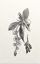 Berberis zwart-wit (Barberry) - Foto op Forex - 40 x 60 cm