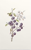 Sleedoorn (Blackthorn) - Foto op Forex - 100 x 150 cm
