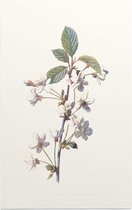 Kersbloem (Cherry) - Foto op Forex - 60 x 90 cm