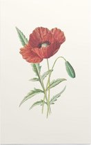 Grote Klaproos (Scarlet Poppy) - Foto op Forex - 60 x 90 cm