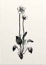 Parnassia zwart-wit (Grass of Parnassus) - Foto op Posterpapier - 50 x 70 cm (B2)