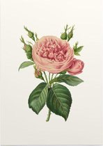 Roos Aquarel (Rose) - Foto op Posterpapier - 42 x 59.4 cm (A2)
