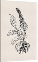 Agrimonie zwart-wit (Agrimony) - Foto op Canvas - 30 x 45 cm