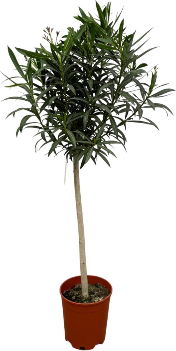 Nerium Oleander op stam met rode bloem - 190 cm - Ø31cm