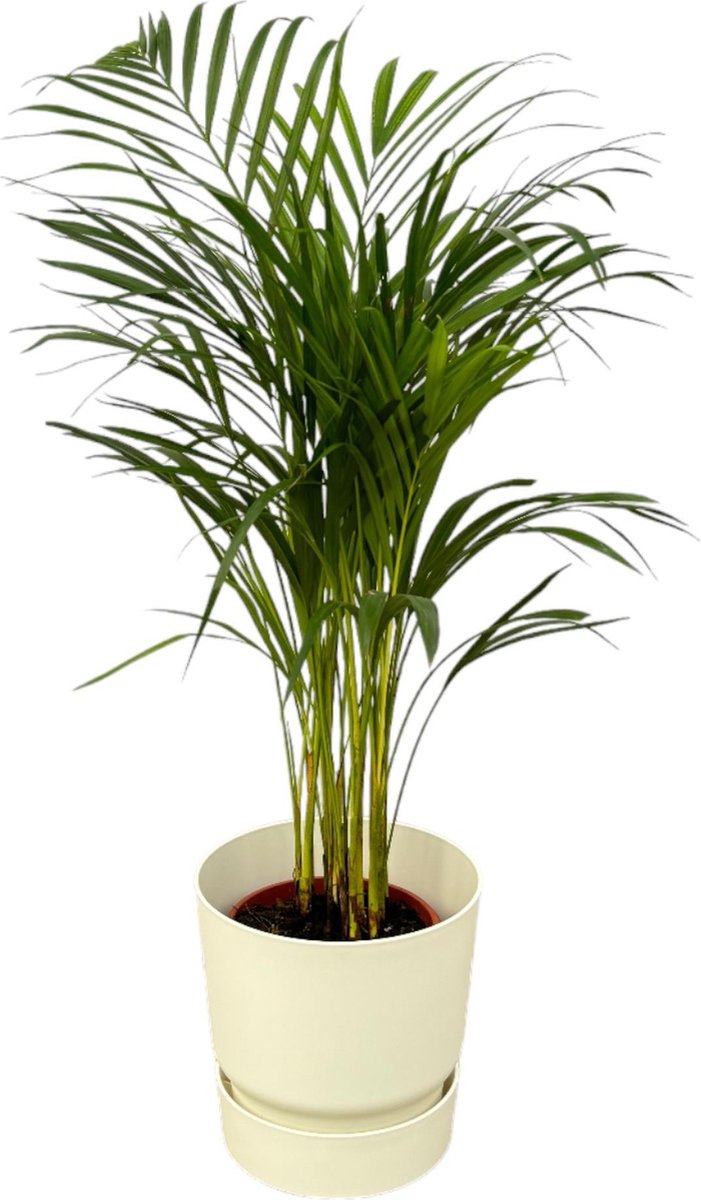 Areca palm - ↨85cm - Ø19cm inclusief elho Greenville Round wit D24xH23