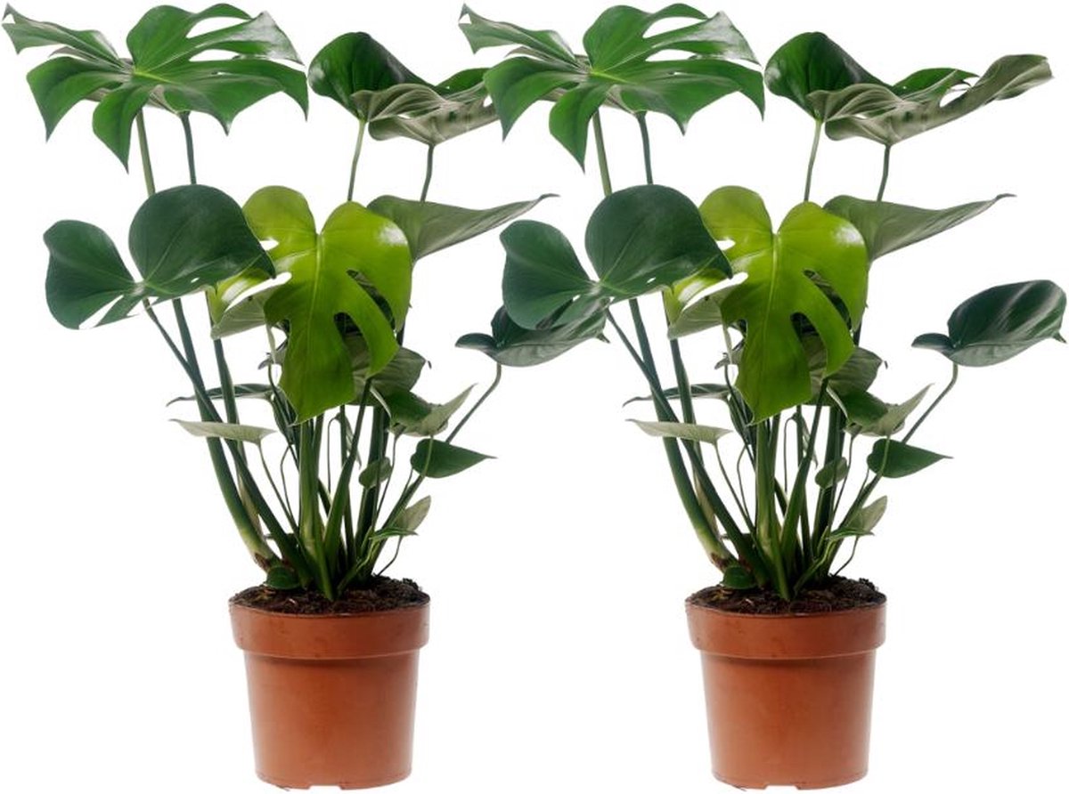 Monstera Deliciosa - Set van 2-55cm -Ø17 Groene Kamerplant