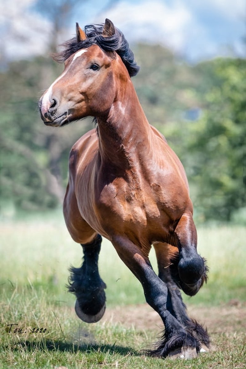Trekpaarden TW19 - Poster - Ton van der Weerden - 30 x 40 cm