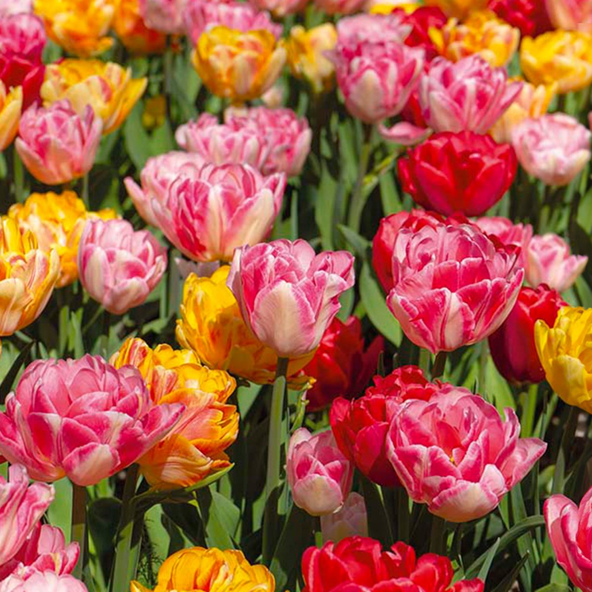Bloomique - Mix van 20 - Tulipa Dubbel Mix - Dubbele Bloem - Tulpenbollen - Mix van Kleuren - Bloembollen - Voorjaarsbloeiend - Meerjarige Planten - Groeit tot 35-40 cm