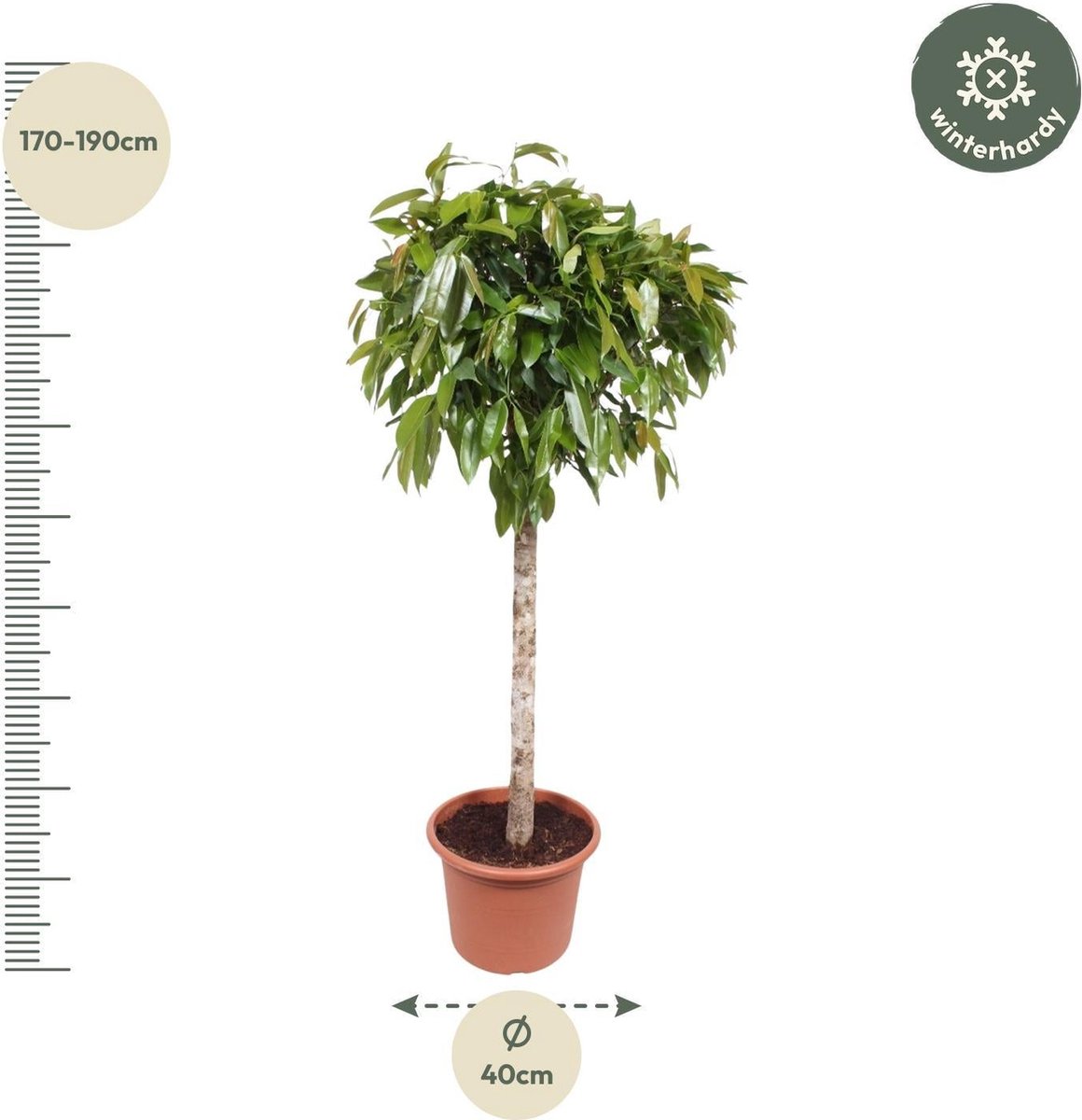 Ficus Amstel King - 180 cm - ø40