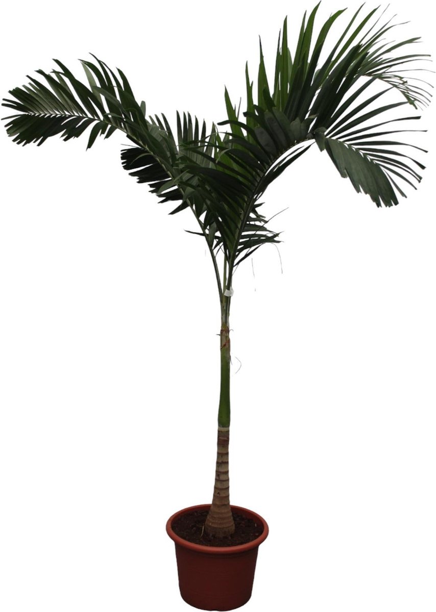 Green Harmony - Veitchia Merrillii - 250 cm - ø45
