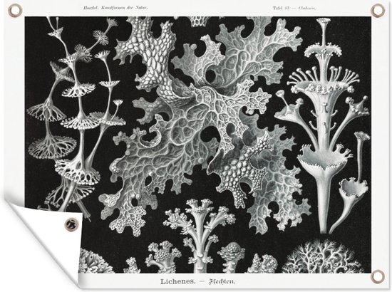 Tuinposter - Mos - Ernst Haeckel - Botanisch - Tuin - Kunst- Zwart-Wit - Schuttingdoek - 160x120 cm - Tuinschilderij - Tuindoek - Buitenposter