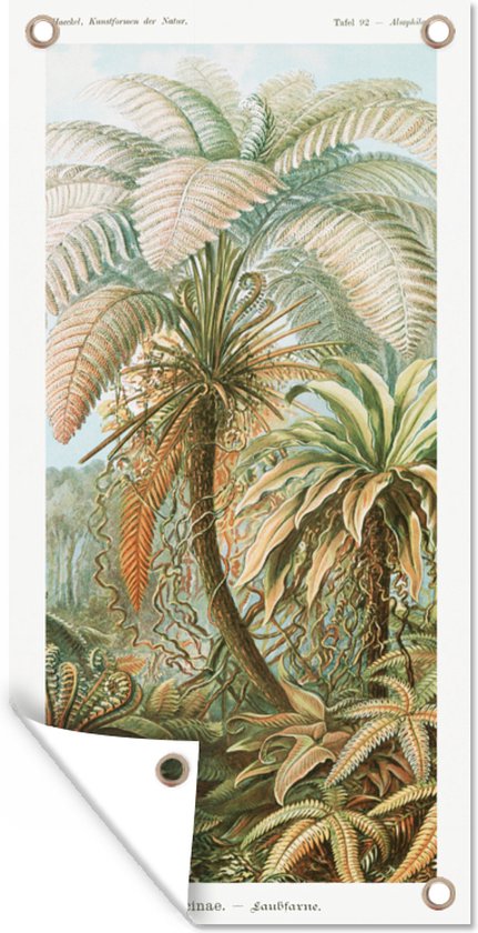 Tuinposter - Kunst - Vintage - Ernst Haeckel - Tuin - Schuttingposter - Varens - 100x200 cm - Bomen - Wanddecoratie - Tuindoek - Buitenposter